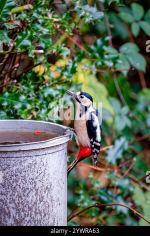 Ein großer Fleckenspecht (Dendrocopos Major) trinkt am Rand eines mit Wasser gefüllten Eimers in einem Garten in Surrey, Südosten Englands Stockfoto