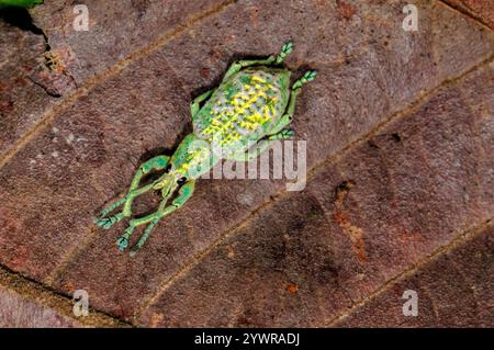 Irisierende Käfer, Compsus Cometes, Familie Curculionidae, Tambopata National Reserve, Madre de Dios Region, Tambopata Provinz, Peru, Amazonien Stockfoto