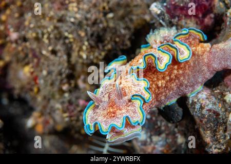 Nahaufnahme einer Nacktschnecke (Glossodoris acosti) an einem tropischen Korallenriff in Bali, Indonesien Stockfoto