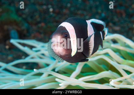 Aggressiver Anemonenfisch in der Nähe seines Wirts an einem tropischen Korallenriff im Indo-Pazifik-Raum Stockfoto