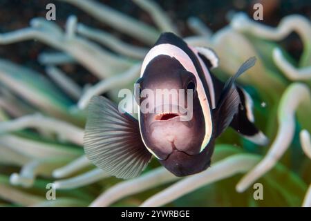 Aggressiver Anemonenfisch in der Nähe seines Wirts an einem tropischen Korallenriff im Indo-Pazifik-Raum Stockfoto