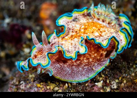 Nahaufnahme einer Nacktschnecke (Glossodoris acosti) an einem tropischen Korallenriff in Bali, Indonesien Stockfoto