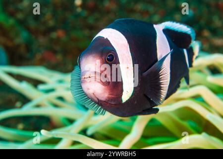 Aggressiver Anemonenfisch in der Nähe seines Wirts an einem tropischen Korallenriff im Indo-Pazifik-Raum Stockfoto