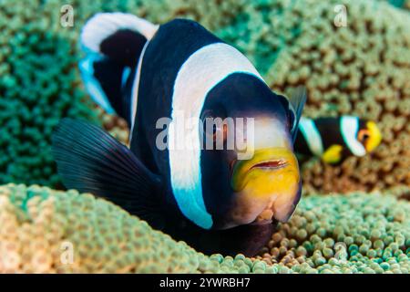 Aggressiver Anemonenfisch in der Nähe seines Wirts an einem tropischen Korallenriff im Indo-Pazifik-Raum Stockfoto