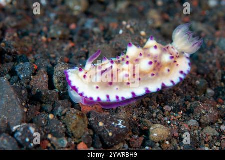 Nahaufnahme einer Nacktschnecke (Mexichromis multituberculata) an einem tropischen Korallenriff in Asien Stockfoto