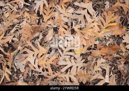 Eichenblätter auf der Fußbodentapete Stockfoto