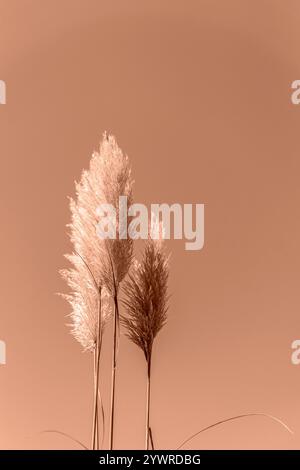 Drei hohe Pampasgrasstämme mit federnden Federn vor einem warmen, sepiafarbenen Himmel, die eine minimalistische und natürliche Komposition schaffen. Farben demonstrieren Stockfoto