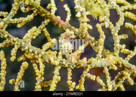 Bargibant's Pygmäenseepferd, Hippocampus bargibanti, auf seinem schlauchgorgonischen Meeresfächer Muricella-Arten, in Triton Bay, West Papua, Indonesien, Indo-Pacif Stockfoto