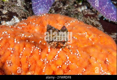 greenmark Einsiedlerkrebse, Pagurus caurinus, mit Hakenschnecke, Crepidula adunca und blauer Spitzenschnecke, Calliostoma ligatum, auf Orangenocker laufen Stockfoto