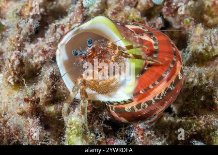 Haarige Einsiedlerkrebse, Pagurus-Arten, im Wandteppich Turban-Panzer, Turbo petholatus, Raja Ampat, West Papua, Indonesien, Indopazifischer Ozean Stockfoto