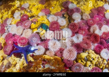 Bemalte Anemone, Urticina grebelnyi, lila Seestern, Pisaster Ochraceus und Schwefelschwamm, Myxilla lacunosa, Skookumchuck Narrows, Sechelt Inlet, br Stockfoto
