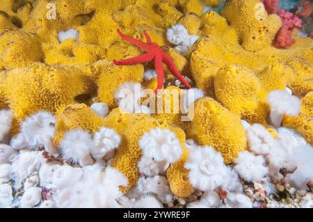 Pazifischer Blutstern, Henricia leviuscula, Plumose Anemone, Metridium senile, gelber Schwefelschwamm, Myxilla lacunosa, Browning Pass, British Columbia, C Stockfoto