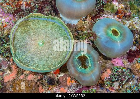 Korallimorpharische Anemone, Amplexidiscus fenestrafer, Bali, kleine Sunda-Inseln, Indonesien, Bali-Meer, Indo-Pazifik Stockfoto