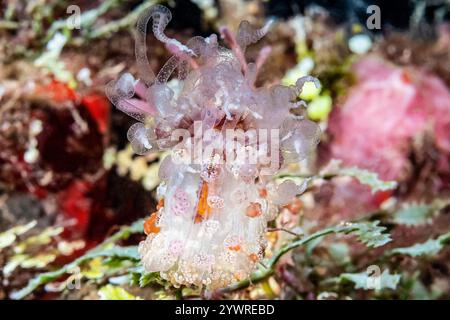 Tuberkuläre Nachtanemone, Alicia sansibarensis, Raja Ampat Islands, West Papua, Indonesien, Indopazifischer Ozean Stockfoto