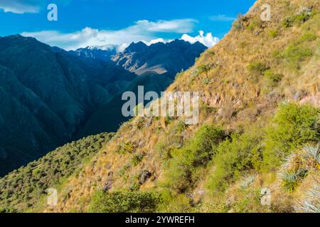 Urubamba Dorf in Peru, Lares Trek. Die Vegetation der Berge in Peru. Peruanische Trockenböden und Sukulenten, die in großer Höhe wachsen. Berge Anden Stockfoto