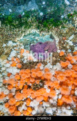 Plumose Anemone, Metridium senile und violette Seestern, Pisaster ochraceus, Browning Pass, British Columbia, Kanada, Pazifik Stockfoto