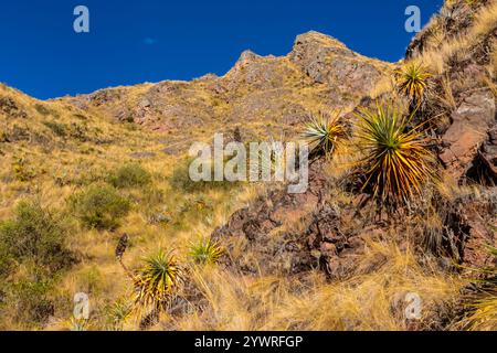 Urubamba Dorf in Peru, Lares Trek. Die Vegetation der Berge in Peru. Peruanische Trockenböden und Sukulenten, die in großer Höhe wachsen. Berge Anden Stockfoto