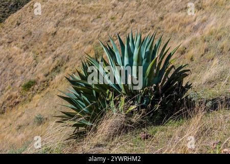 Urubamba Dorf in Peru, Lares Trek. Die Vegetation der Berge in Peru. Peruanische Trockenböden und Sukulenten, die in großer Höhe wachsen. Berge Anden Stockfoto