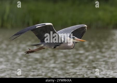 Graureiher [ Ardea cinerea ] im Flug über den Fischsee, Somerset, Großbritannien Stockfoto