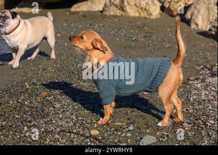 Verspielte Hunde erkunden den Strand, während sie bei sonnigem Wetter gemütliche Pullover tragen Stockfoto