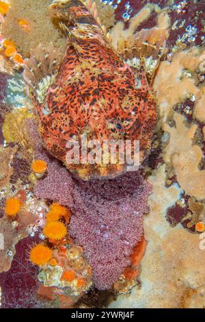 büffelskulpin, Enophrys Bison, männlich, bewachende Eier, gelegt zwischen Orangenkorallen, Balanophyllia elegans, Discovery Passage, Salish Sea, Campbell Rive Stockfoto