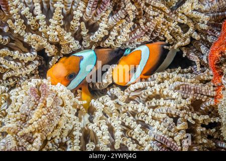 Clarks Anemonenfisch, Amphiprion Clarkii, ein Paarungspaar in ihrem Wirt, Perlenanemone, Heteractis aurora, mit Eiern auf nahegelegenen Korallen oder Felsen, Raja Stockfoto