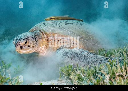 Grüne Schildkröte, Chelonia mydas, mit lebendem Haifischlutscher oder schlankem Haifischlutscher, Echeneis naucrates, Fütterung von Pazifischem Schildkrötengras, Thalassia hemprichii, Stockfoto