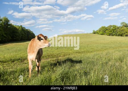 Baby-Jerry-Kuh-Kälber auf einem Feld Stockfoto