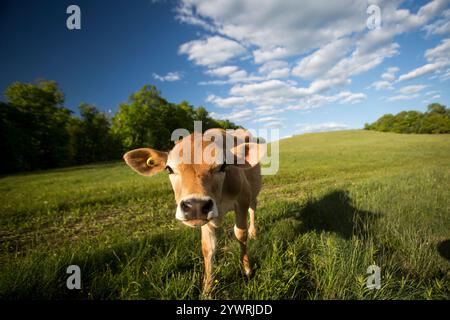 Baby-Jerry-Kuh-Kälber auf einem Feld Stockfoto