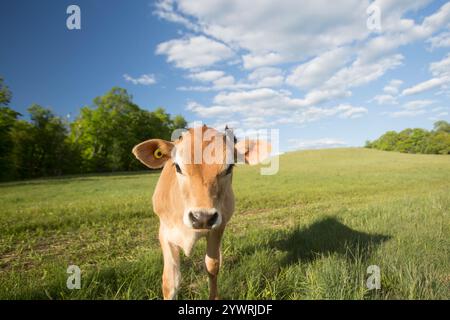 Baby-Jerry-Kuh-Kälber auf einem Feld Stockfoto