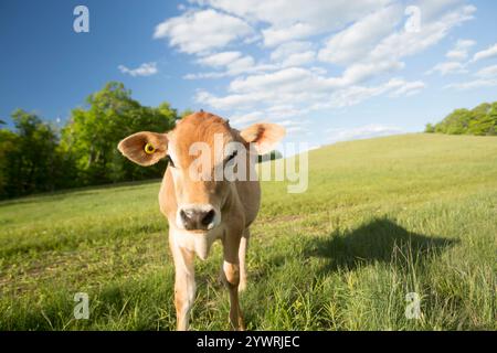 Baby-Jerry-Kuh-Kälber auf einem Feld Stockfoto