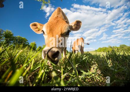 Baby-Jerry-Kuh-Kälber auf einem Feld Stockfoto