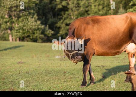 Eine Jersey-Kuh steht auf einem Feld Stockfoto