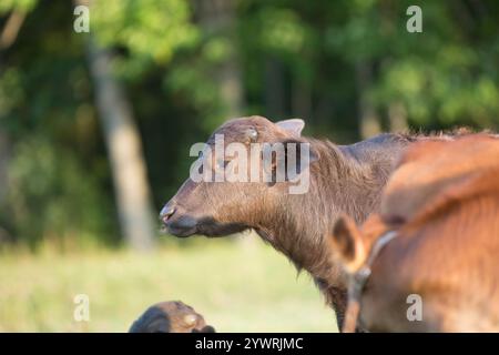 Baby Wasserbüffel auf einer kleinen Farm Stockfoto