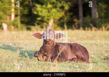 Baby Wasserbüffel auf einer kleinen Farm Stockfoto