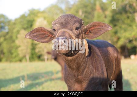 Baby Wasserbüffel auf einer kleinen Farm Stockfoto