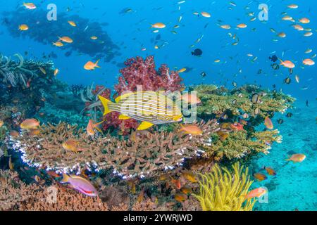 Ribbon Sweetlips Plectorhinchus polytaenia und Fadenflossen Anthias Pseudanthias Hutchi über einem Akropora-Hartkorallenriff in Triton Bay West Papua Indonesi Stockfoto