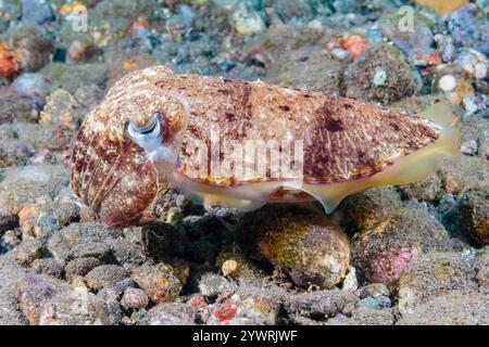 Breitclub Tintenfisch, Sepia latimanus, Jungfisch, Bali, Indonesien, Indopazifischer Ozean Stockfoto