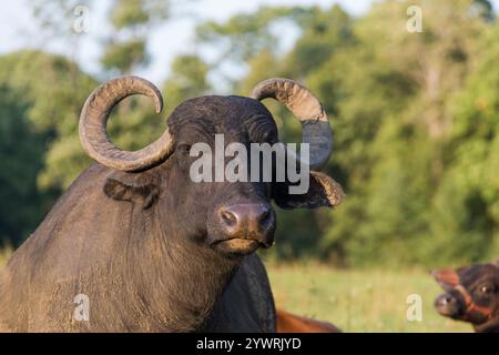 Ein großer weiblicher Wasserbüffel mit großen Hörnern. Stockfoto