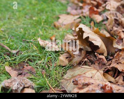 Nahaufnahme trockener Blätter auf Gras in Bonn Stockfoto