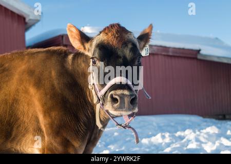 Eine Jersey-Kuh steht auf einem Feld Stockfoto