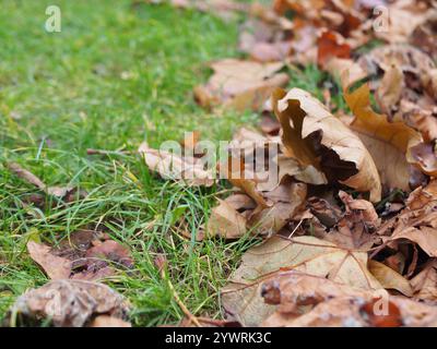 Getrocknete Blätter auf dem Boden in Bonn Stockfoto
