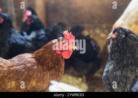 Hühnchen in einer Scheune, die Eier legt Stockfoto