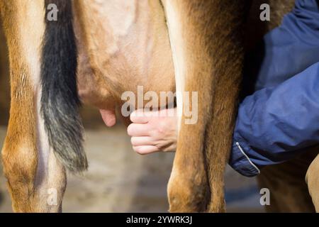 Eine Frau melkt eine Jersey-Kuh. Stockfoto