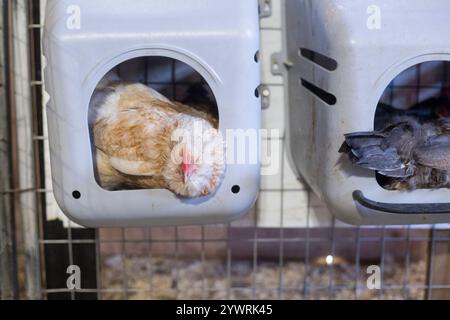 Hühnchen in einer Scheune, die Eier legt Stockfoto