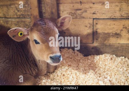 Baby-Jerry-Kuh-Kälber auf einem Feld Stockfoto