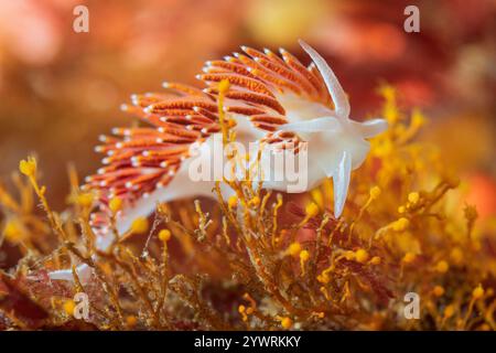 Kalifornisches Hafthydroid Eudendrium californicum, Discovery Passage Quadra Island Salish Sea Campbell River Vancouver Island British Columbia Kanada, Stockfoto