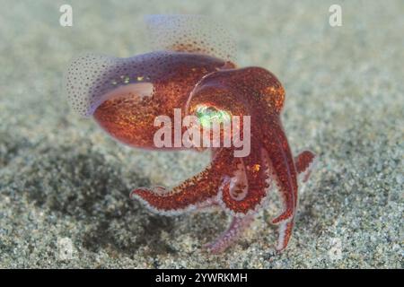 stubby Tintenfisch, Rossia pacifica, ein Bobtail Tintenfisch, Alki Schrottplatz, Puget Sound, Salish Sea, Seattle, Washington, USA, Pazifik Stockfoto