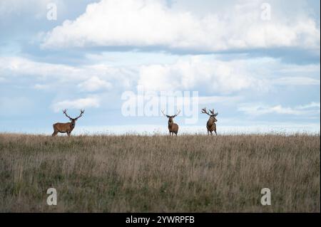 Rotwild mit großen Geweihen während der Brunftzeit auf dem Grasland im Herbst. Cervus elaphus Stockfoto