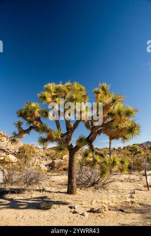 Großer Joshua-Baum gegen den blauen Himmel in der Mojave-Wüste Stockfoto